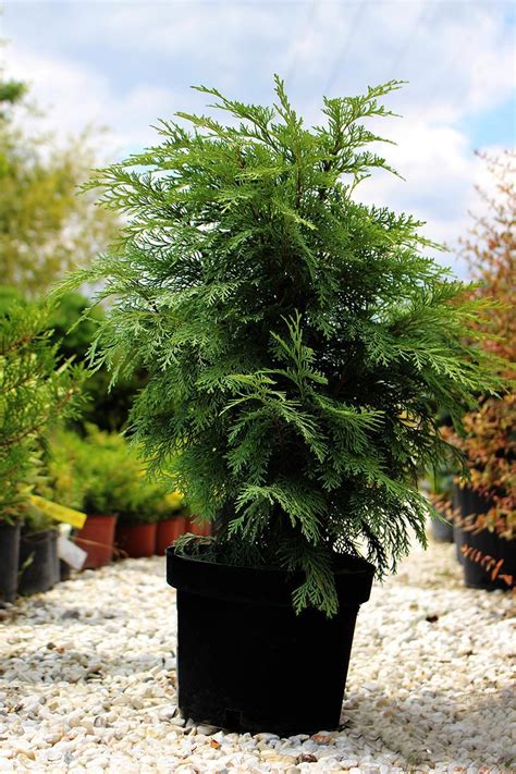 Chamaecyparis Lawsoniana Globosa Foja Landscaping