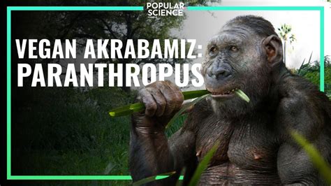 Vegan Akrabamız PARANTHROPUS Popular Science Türkiye YouTube