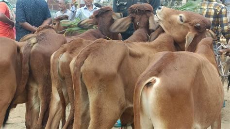 ঘন কুয়াশার মধ্যে ও পার হচ্ছে না ইন্ডিয়ান বর্ডার ক্রস শাহিওয়াল জাতের