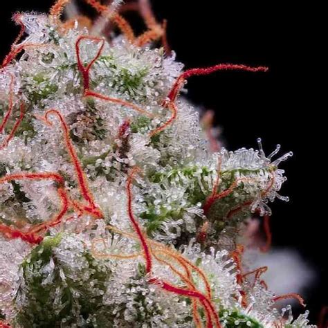 Peach Crescendo Rf3 Auto Cannabis Seeds For Sale North Atlantic