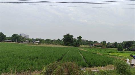 Lahan Pertanian Di Cilegon Menyusut Hampir 50 Hektar Beralih Fungsi