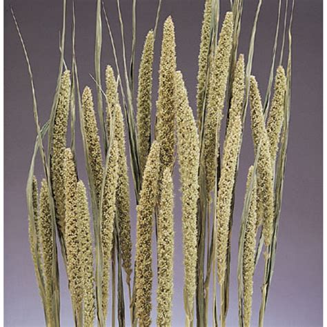 Dried Decorative Chinese Millets China Millet Bunches