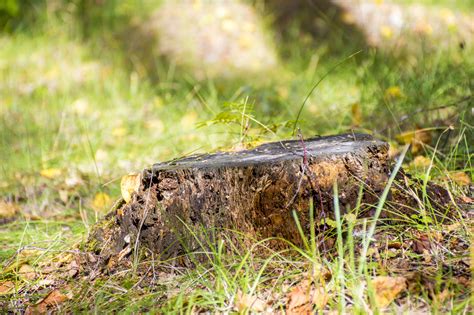 Free Images Tree Nature Forest Grass Leaf Stump Summer