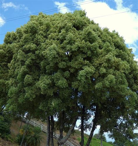 Ficus Benjamina Ecured