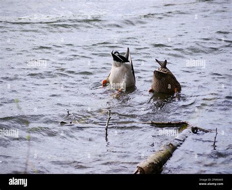 Teaching baby duck to feed Stock Photo - Alamy