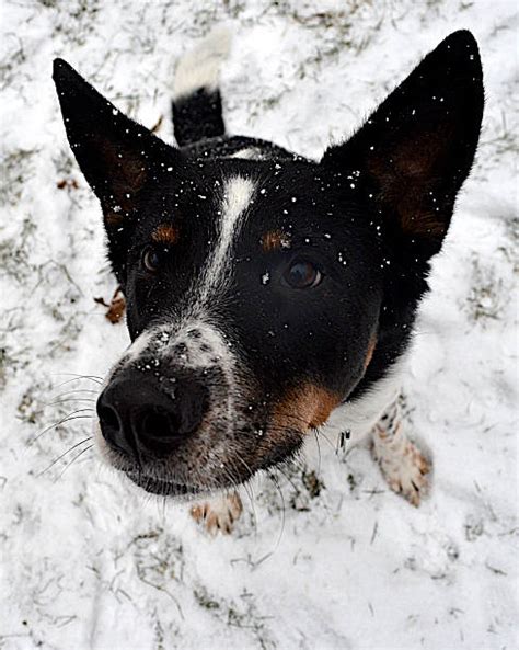 Are Border Collie Australian Cattle Dogs Good With Kids