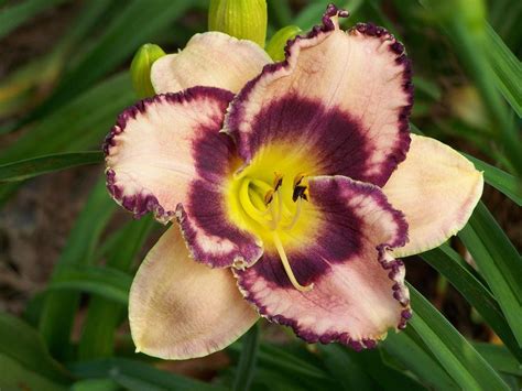 Daylily Hemerocallis Edging Into Eternity In The Daylilies Database