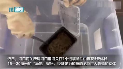 实拍 海口海关查获5条巨人蜈蚣：毒汁强烈，体形粗壮生性凶恶新浪新闻