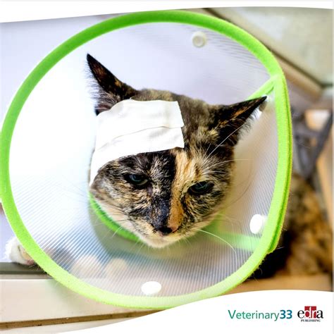 Signs Of Head Trauma In Cats Treasurepolf