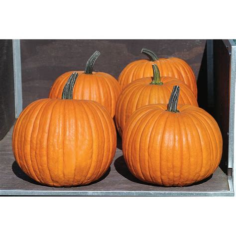 Renegade Pmr F1 Pumpkin Seed Johnny S Selected Seeds Pumpkin Types Of Pumpkins Pumpkin