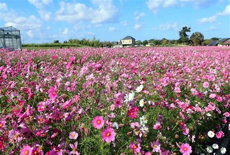 淡路島イングランドの丘でお花鑑賞！秋には10万本のコスモス畑が絶景 隠れ家ヴィラ、別荘をシェアする会員制リゾート「gfc」