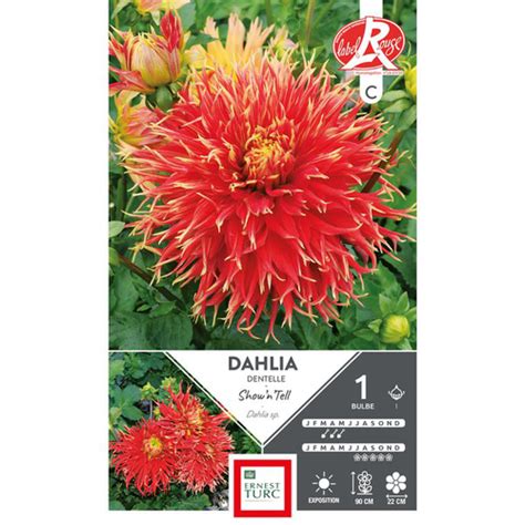 Dahlia Cactus Dentelle Show H Tell Rouge Jaune Ernest Turc Bulbe