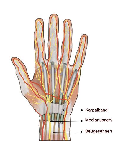 Karpaltunnel Aufbau Funktion Krankheiten Medlexi De