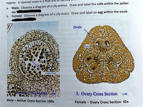 Flower Ovary Cross Section