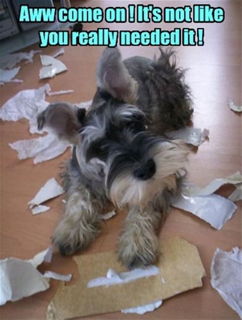 17 Funny Schnauzer Memes