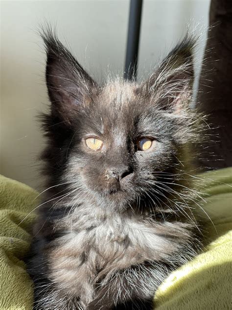 Maine Coon Pui Cu Pedigree Constanta OLX Ro