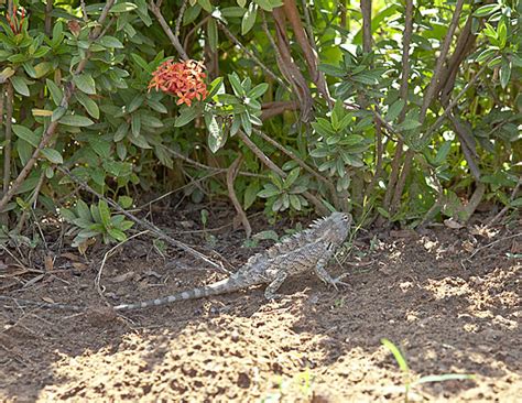 Indian Garden Lizard Background Images Hd Pictures And Wallpaper For