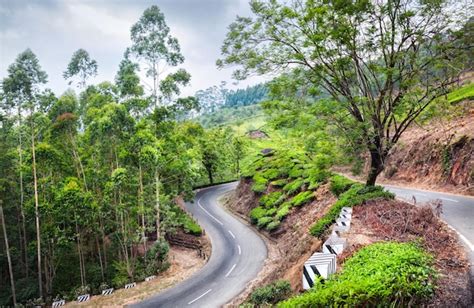 Premium Photo | Tea plantations in munnar