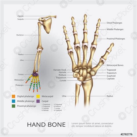 Veranschaulichung Des Menschlichen Arms Und Der Hand Knochen Vektors