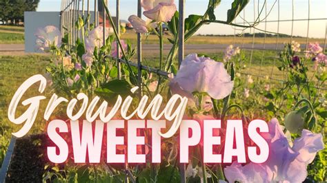 Your Guide To Growing Sweet Peas From Seed How We Grow Sweet Pea Flowers Youtube