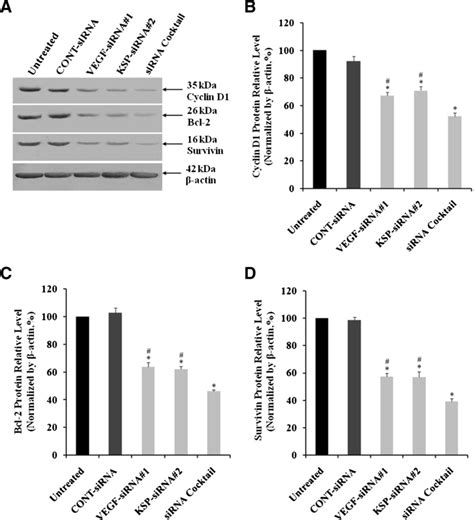 Effects Of Different Treatments On Cyclin D1 Bcl 2 And Survivin