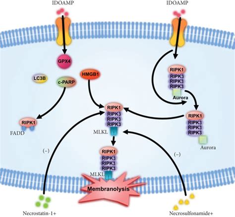 The Mechanism Of IDOAMP Induced Inhibition Of Prostate Cancer Cell