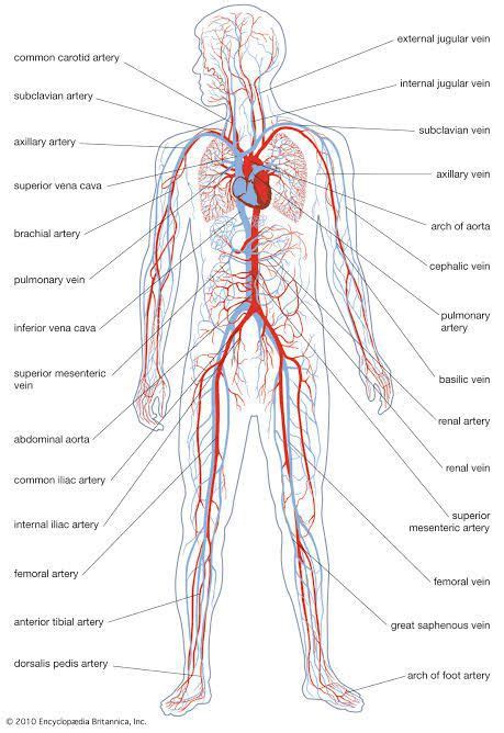 Circulatory System Medizzy