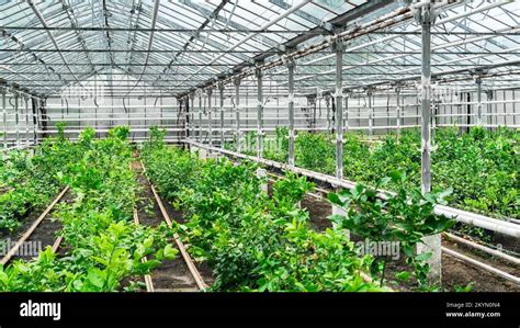 Nursery Of Citrus Trees In Containers Standing In A Greenhouse