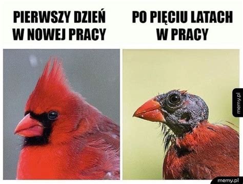 Oto Mieszne Memy O Pracy Zobacz Te Najfajniejsze Mo Na Si Pop Aka