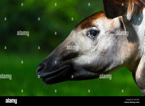 Okapi Okapia Johnstoni Forest Giraffe Or Zebra Giraffe Stock Photo