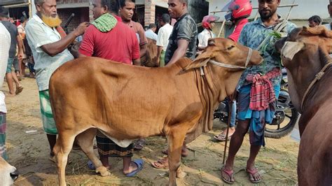 চুয়াডাঙ্গা জেলার আলমডাঙ্গা গরুর হাট থেকে বাচ্চা সহ গাভী ও বকনা গরুর