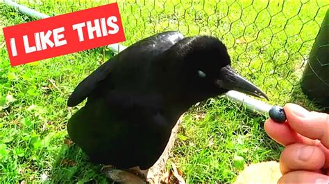 What Do Crows Eat Youtube