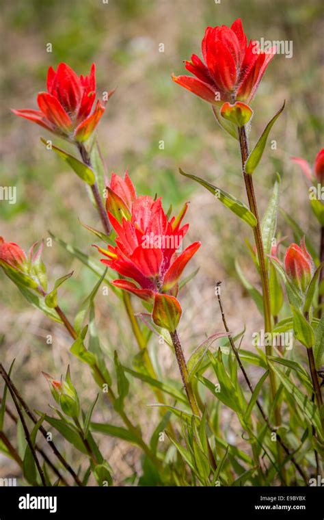 Banff canada flowers hi-res stock photography and images - Alamy