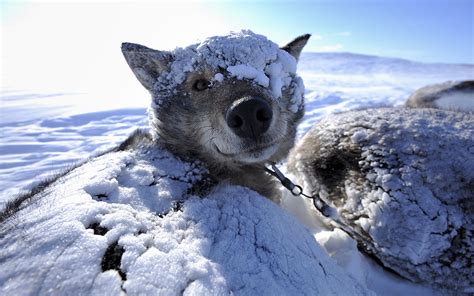 Sled Dog Husky Wake Up Wallpaper 1920x1200 14214