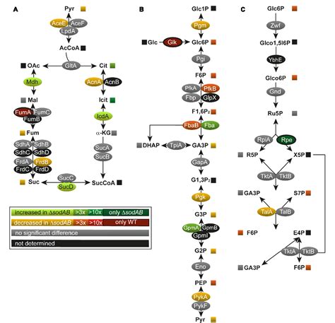 Figure From Impact Of Ros Induced Damage Of Tca Cycle Enzymes On