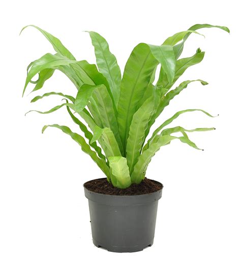 Costa Farms Live Indoor 15in Tall Green Birds Nest Fern Bright Indirect Sunlight Plant In