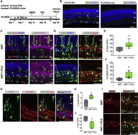 Ablation Of Microglia Increases The Number Of Regenerated MG Derived