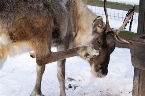 W Małopolsce spotkasz pomocników Św Mikołaja Sprawdź gdzie możesz