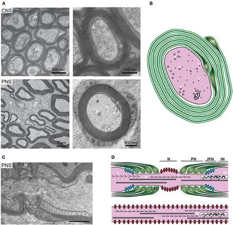 List 92+ Pictures A Myelin Sheath On The Axon Of A Neuron Updated 10/2023