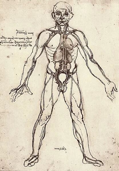 How To Draw Human Anatomy Program Chainbpo