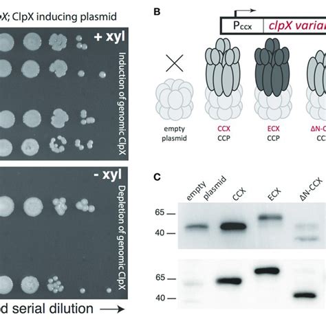 Escherichia Coli ClpX Forms An Active Protease With Caulobacter