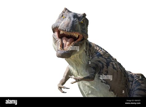 Tyrannosaurus Rex Aislado Sobre Fondo Blanco Fotograf A De Stock Alamy