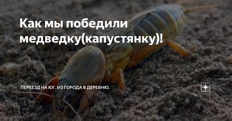 Как мы победили медведку(капустянку)! | Переезд на юг. Из города в ...