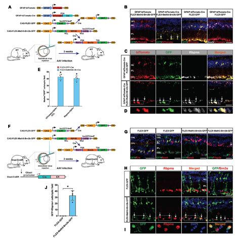 Figure 3 From In Vivo Regeneration Of Ganglion Cells For Vision