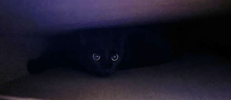 Beware the danger lurking in Lego boxes : r/blackcats