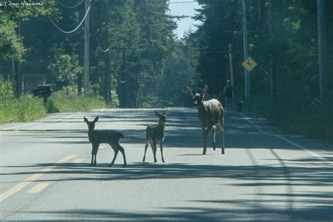 Pacific Northwest Photography: Deer Crossing