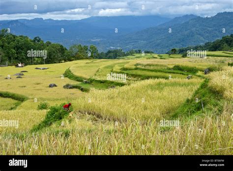 Rice Terraces Tana Toraja South Sulawesi Indonesia Stock Photo Alamy