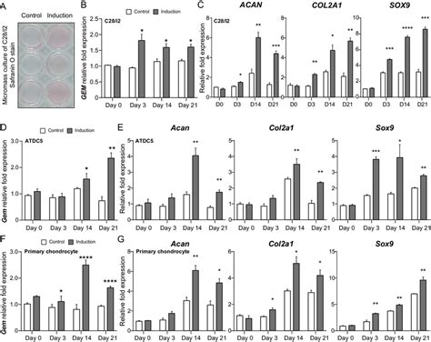 Elevated Expression Of GEM During Chondrogenic Differentiation And