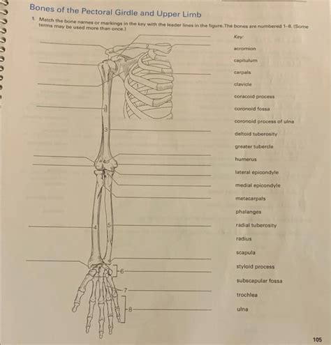 Solved Bones Of The Pectoral Girdle And Upper Limb 1 Match Chegg