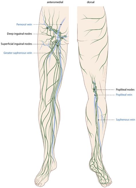 Lymph Node Stations Of The Leg Regional Nodes Of The Distal Leg Are